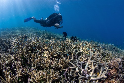 Diver on coral reef - credit Ocean Agency